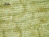 Dictyota dichotoma7